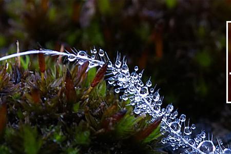 白露节气成语