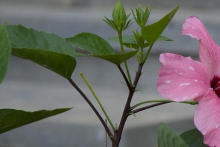 朱槿黄花语及代表意义