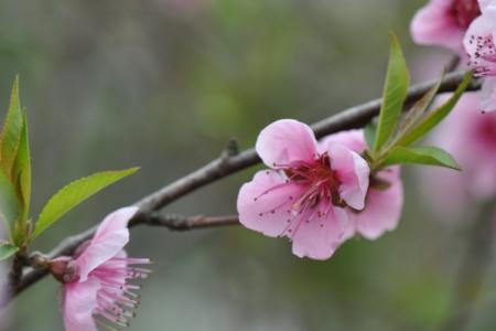 桃花梅花荷花桂花怎么排序