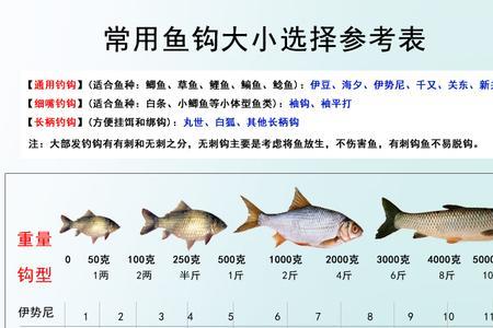 5号伊势尼和千又大小对比