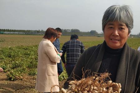 亩产花生能出多少油