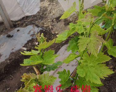 深红葡萄花芽分化什么样