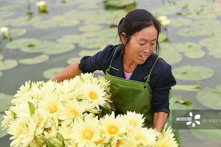 香莲种植三年后怎样管理