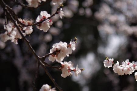 麝兰芳霭斜阳院的意思