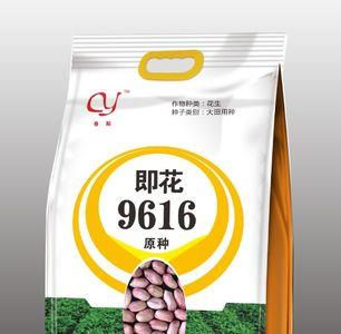 鲁花951品种介绍