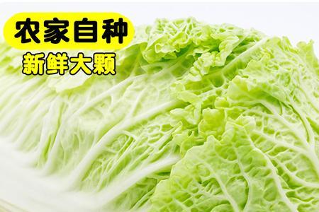 东北大白菜叫法