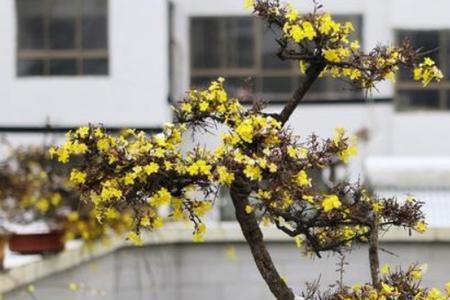 迎春花盆景花盆怎样选择