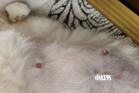 猫咪不生可以吗