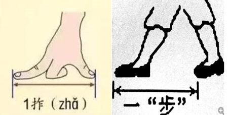 动物是如何测量长度