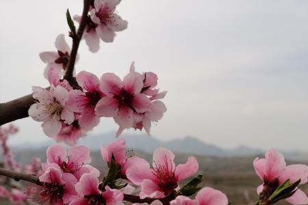 沛县桃花盛开时间