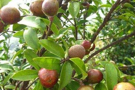 油茶豆是什么植物