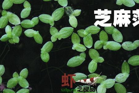 芝麻萍可以净化水质吗