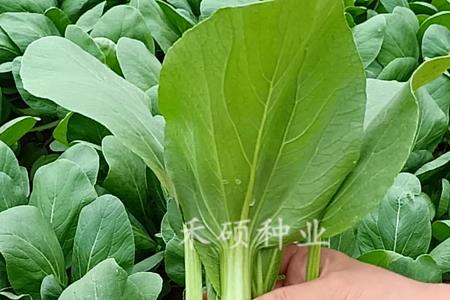 青梗油菜苗期管理