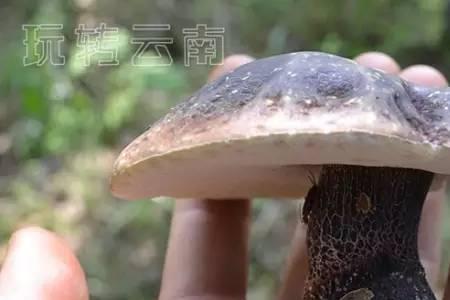 铜绿菌怎么保存