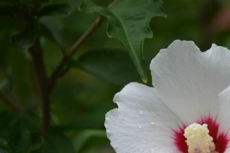 花白花白的什么填空