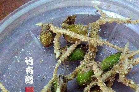 怎样采集竹子的种子