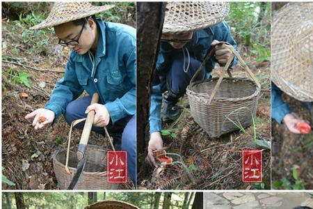 红平菇的种植方法和注意事项