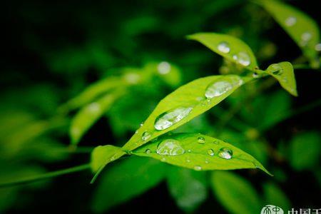 雨后的树叶绿得像什么