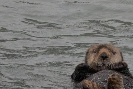 海獭宝宝会溺水吗