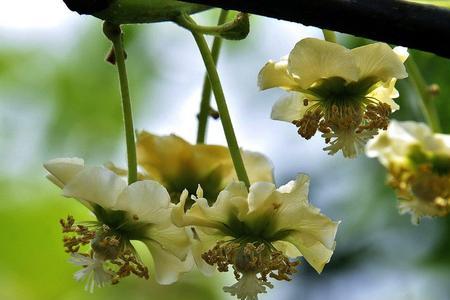 碧根果雌花什么时候开