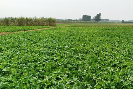 北方白萝卜最佳种植距离