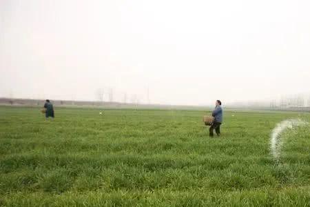 小麦扬花后可以追施尿素吗