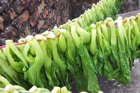 雪里蕻和油菜区别