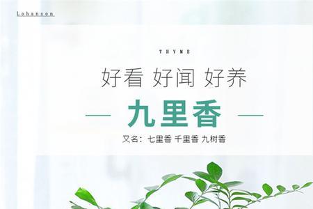 七里香与九里香哪个驱蚊好