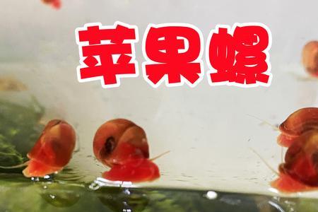 迷你鹦鹉能消化苹果螺壳吗