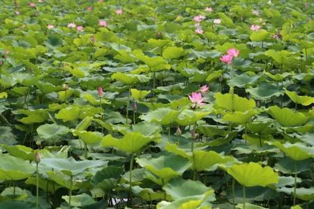 葛东河湿地百亩荷花在辽宁哪儿