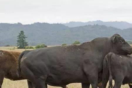 肉牛成年后还能再长吗