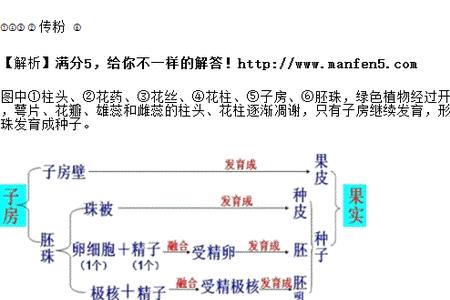 八年级生物桃的组成