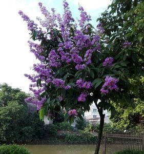 什么花树蜕皮