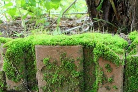 短绒苔藓怎么固定在石头上