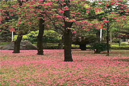 樱花雨特效礼物怎么解锁