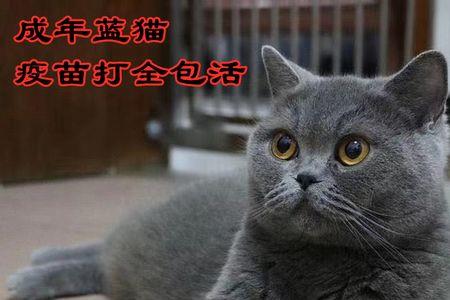 成年蓝猫好卖吗