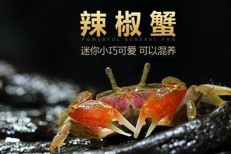 宠物淡水小红螃蟹怎么养