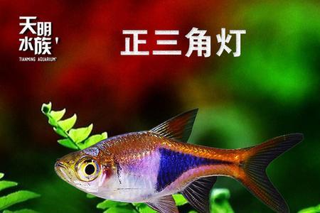 5种水族中常见的群游鱼