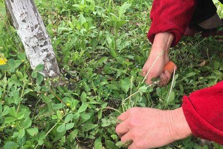 你挖野菜了吗是什么意思