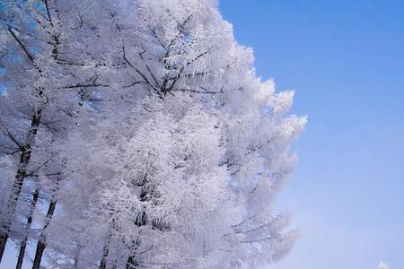 雪松气是什么意思