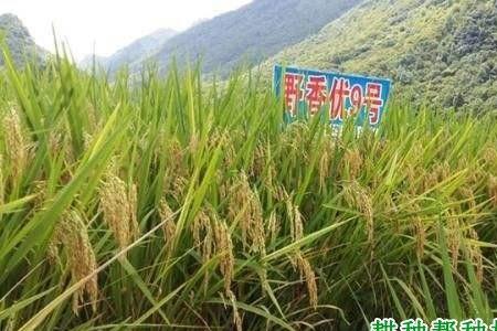 野香优818水稻品种特征特性