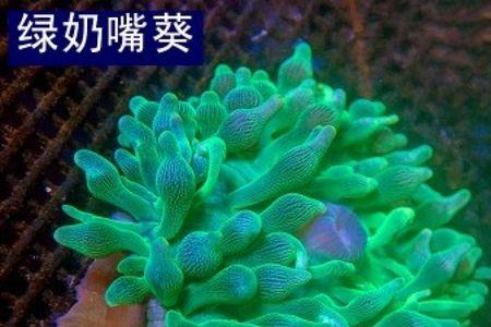 红奶嘴海葵什么情况下会分裂