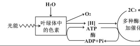 暗反应阶段的场所