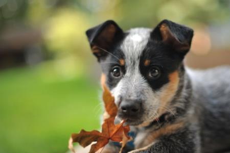 佛兰德斯牧牛犬多大