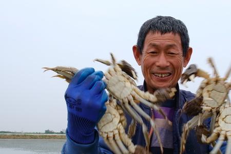 黄河口大闸蟹人工养殖技术