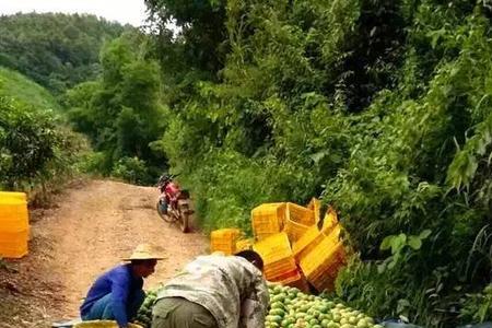 田阳芒果什么时候成熟