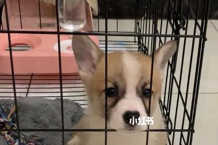 柯基犬用多大的笼子