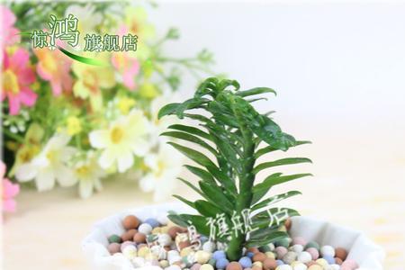 玉蜻蜓盆栽种植方法