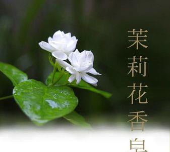 桂花古龙海洋哪个香味好闻