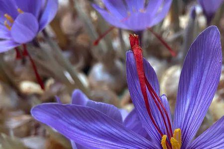 藏红花一朵花有几根